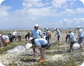 Mangrove Planting