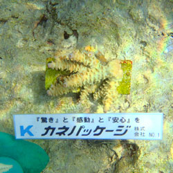 サンゴNo1