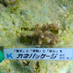 サンゴNo2