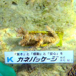 サンゴNo3