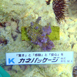 サンゴNo4