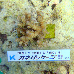 サンゴNo5