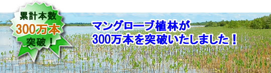 マングローブ植林本数が３００万本を突破