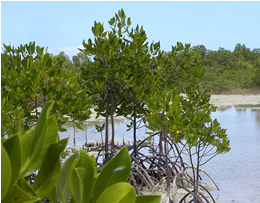 Mangroves which has high capacity in CO2 absorption
